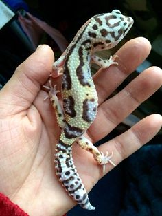 a small gecko sitting on top of someone's hand