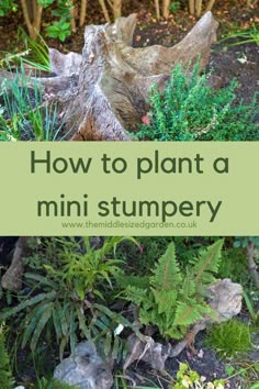 the words how to plant a mini stumpy in front of some plants and rocks