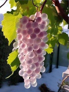 a bunch of grapes hanging from a vine in the snow covered ground next to a fence