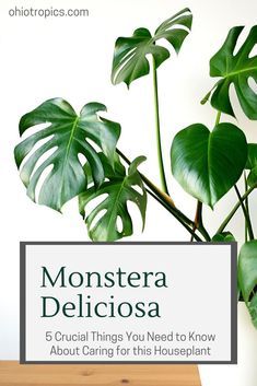 monstera delicasa plant with the words 5 crucial things you need to know about caring for this houseplant