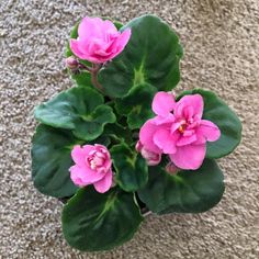 pink flowers are blooming in a pot on the floor next to a carpeted wall