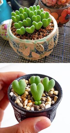 there are two pictures of small plants in the same pot and one has green leaves on it