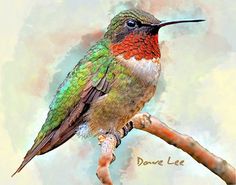 a colorful hummingbird perched on a branch with the caption don't lie