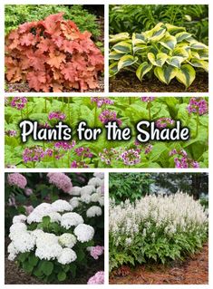 Plants for the shade in the garden Shade Pots, Colorful Gardens, Butterfly Feeders, Apartment Gardening, Garden Front Of House, Shady Garden, Shade Garden Design, Shade Gardening, Plant Types