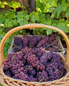 a basket filled with lots of purple grapes