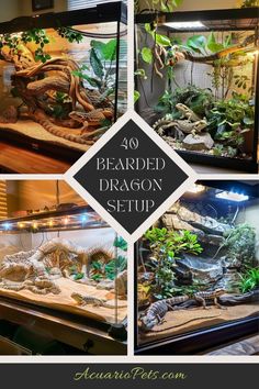 several different types of bearded dragon setups in a glass case with plants and rocks