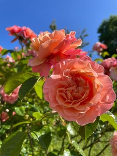 two pink roses are blooming in the garden on a sunny day with blue sky