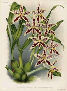 an antique print of flowers with red and white spots on the petals, in front of a gray background