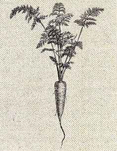 a drawing of a carrot with leaves and stems sticking out of it's side