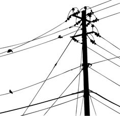 black and white photograph of birds sitting on power lines