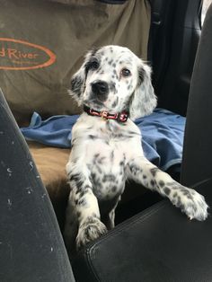 a dalmatian puppy sitting in the back seat of a car