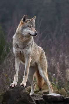 a wolf standing on top of a rock