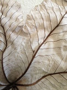 a close up of a leaf on a white surface