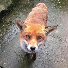 a red fox looking up at the camera