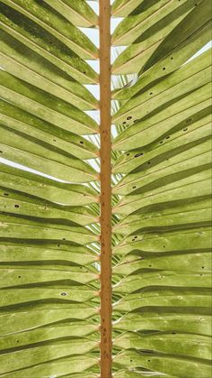 the underside of a palm tree with green leaves