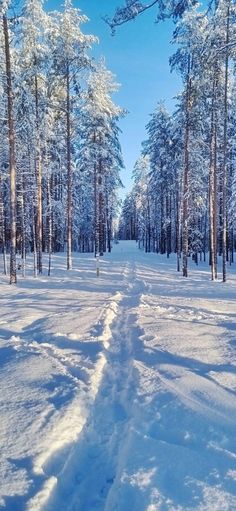 a path in the middle of a snowy forest with lots of trees on both sides