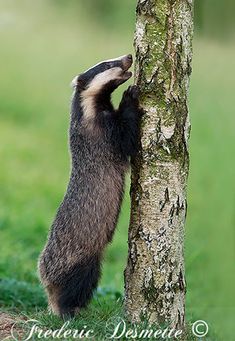 a badger standing on its hind legs next to a tree and reaching up for the bark