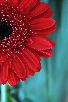 a red flower with the words blenos dias on it's side