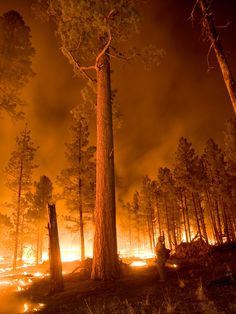 From "Massive Wildfires in New Mexico & Colorado" story by Accu Weather on Storify — http://storify.com/breakingweather/massive-wildfires-in-new 숲 사진, California Wildfires, Wild Fire, Fire Fighters, Land Of Enchantment