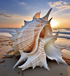 two seashells on the beach at sunset