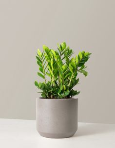 a potted plant sitting on top of a white table