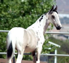 a white and black horse standing in front of a metal fence with trees behind it