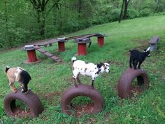 three goats are standing on old tires in the grass