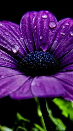 a purple flower with water droplets on it