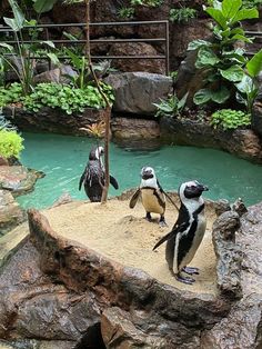 three penguins are standing on the rocks near water