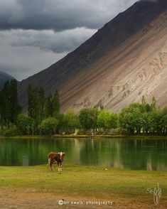 a cow standing in front of a lake surrounded by mountains