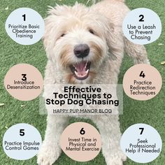 dog chasing Training Tips, Stay Safe, The Fosters, Doodles, Train