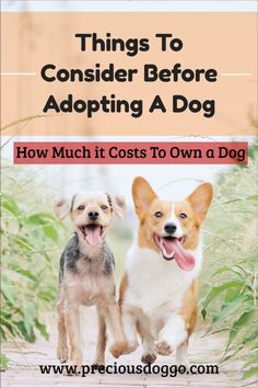 two dogs running together with the title things to consider before adopting a dog how much it cost to own a dog