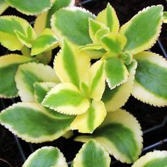 Crassula Sarmentosa "Variegated"- Small, succulent, green and cream colored leaves with a serated edge - Houseplant411.com Jade Succulent, Wholesale Succulents, Succulents For Sale, Succulent Soil, Colorful Succulents, Low Light Plants, Jade Plants, Deciduous Trees, House Plant