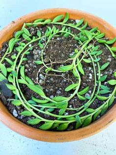 a potted plant with the words string of bananas soil propagation in it