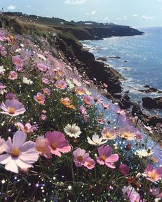 the flowers are blooming along the cliff by the water's edge, and there is no image here to provide a caption for