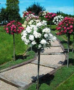 some pink and white flowers are in the middle of a garden path that is lined with stones