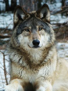 a wolf laying down in the snow