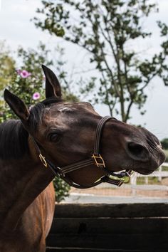 a brown horse wearing a bridle and looking at the camera with trees in the background