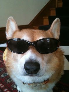 a dog wearing sunglasses sitting on top of a rug