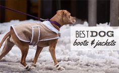 a brown dog wearing boots and jacket walking in the snow