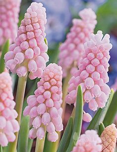 pink flowers are blooming in the garden