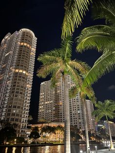 palm trees in front of tall buildings on the water at night with lights reflecting off them