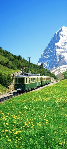 a green and yellow train traveling through a lush green field next to a snow covered mountain