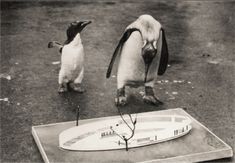 two penguins standing next to each other in front of a surfboard on the ground