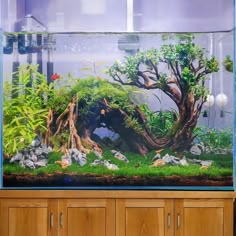 an aquarium filled with plants and rocks in front of a wooden cabinet on top of a table