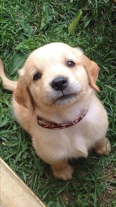 a puppy sitting in the grass looking up