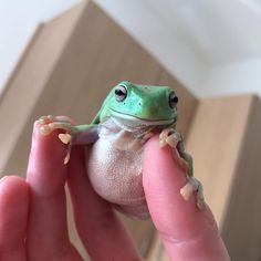 a small green and white frog sitting on top of someone's hand