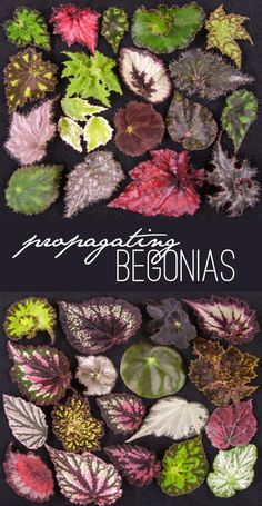 different types of leaves are shown in this collage with the words regrigating begonia's