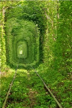 the green tunnel is surrounded by trees and bushes, with railroad tracks going through it