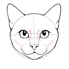 how to draw a cat's face in 3 easy steps step by step instructions